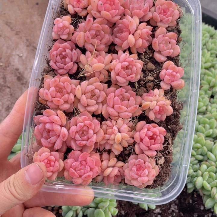 糕大上多肉植物241