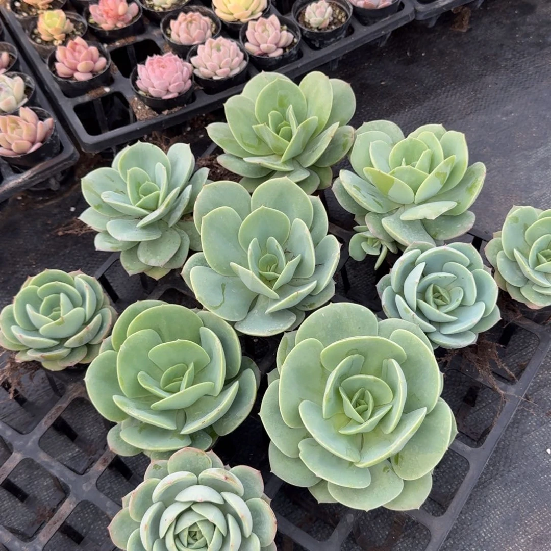 断叶不包售后15-247