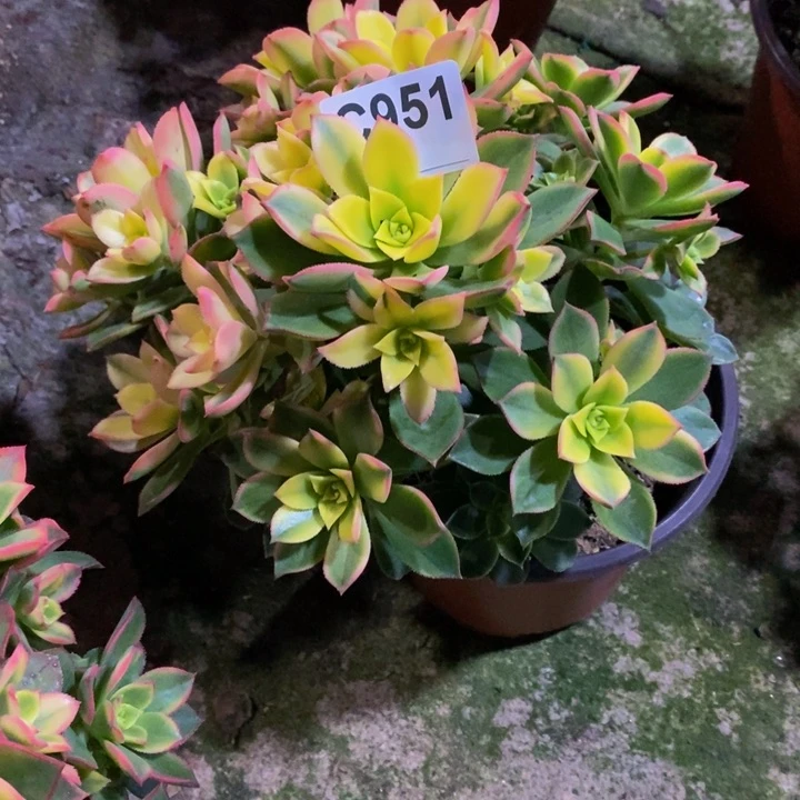 @*里艳日辉多肉植物951