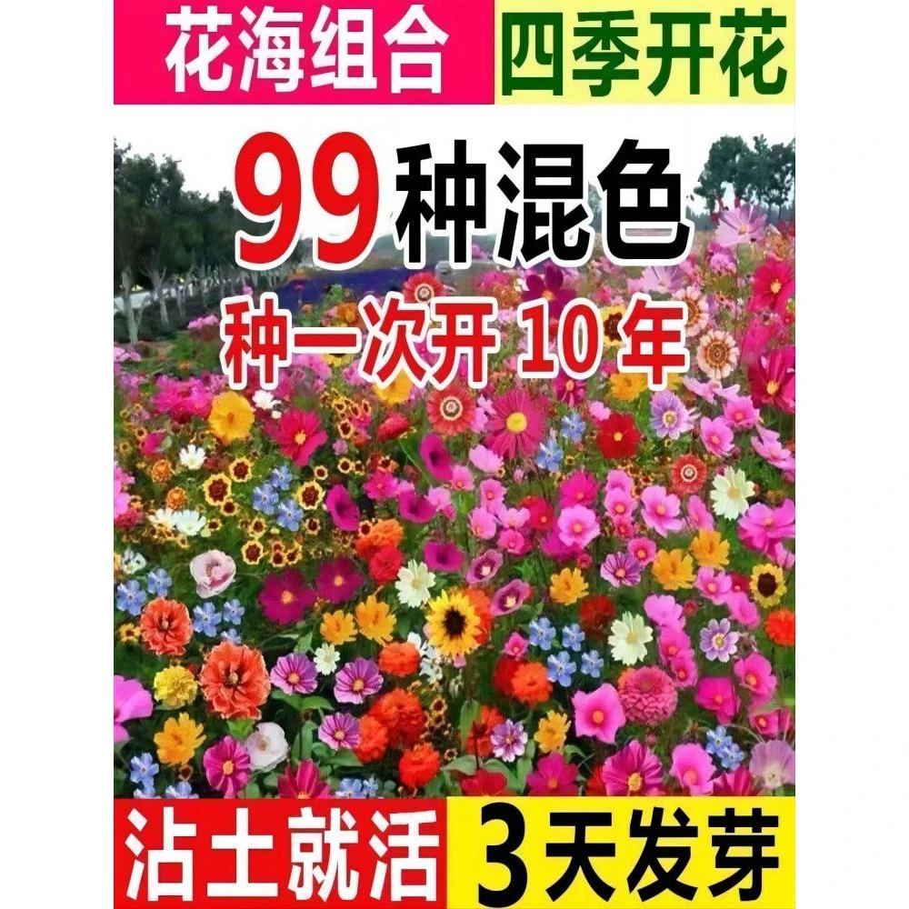耐寒开花多年矮生野花组合波斯菊种子四季格桑花籽庭院室外百日草