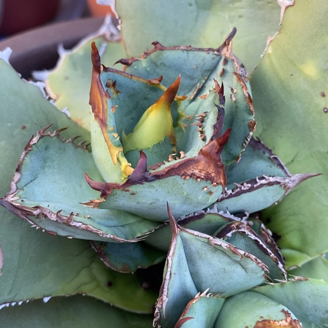 鳄龟顶芽11111111