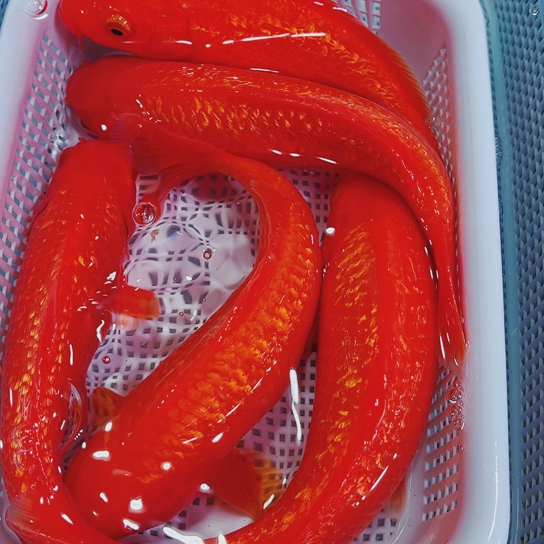 锦鲤锦鲤冷水观赏鱼