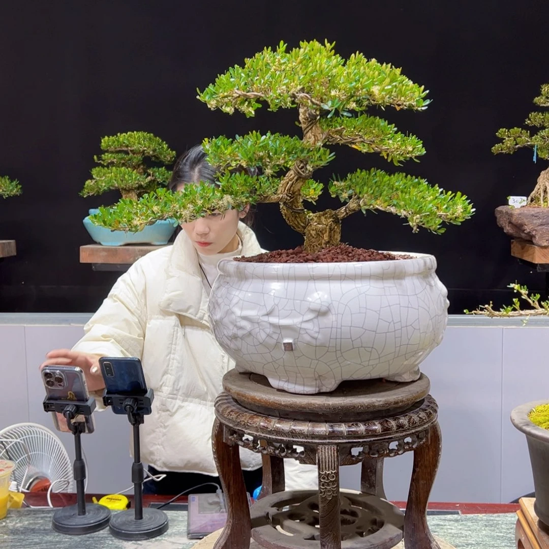 四季常青老桩黄杨盆景