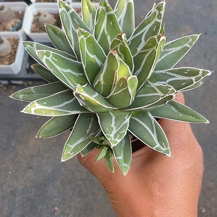 屉之雪龙舌兰一物一拍