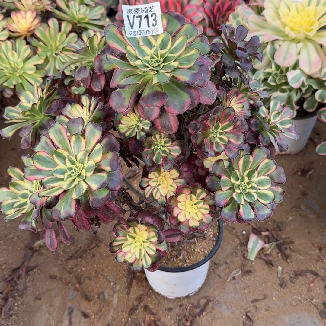 713冰激凌官服30左右2