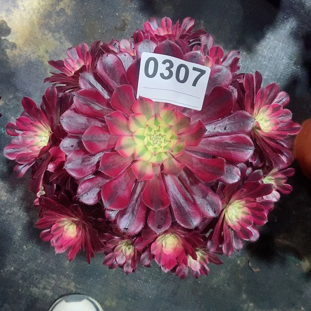 红陶0307黑铜白3多肉