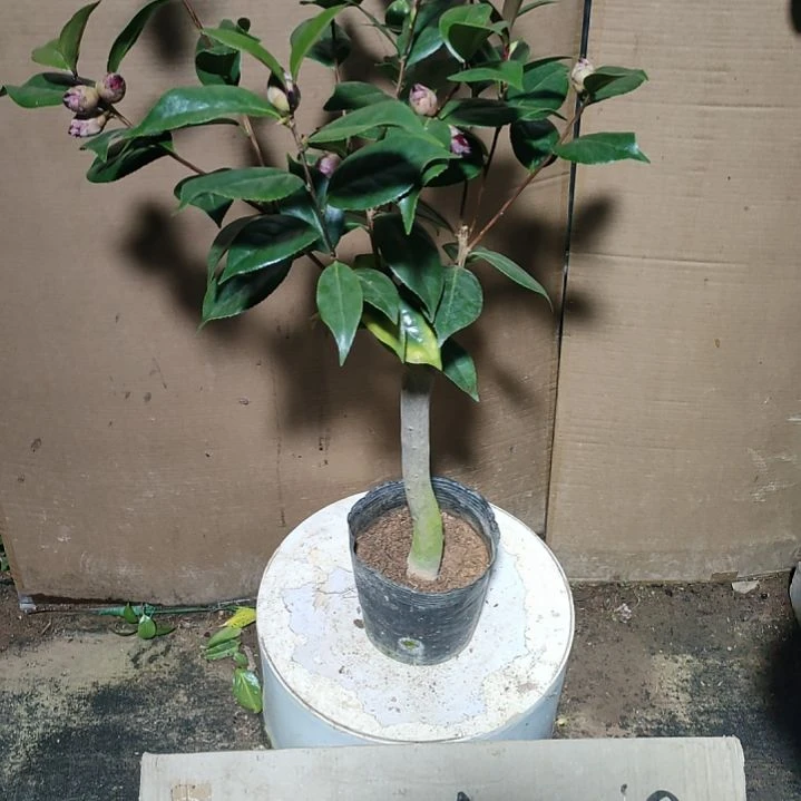 741超墨，原盆原土发货，不包邮