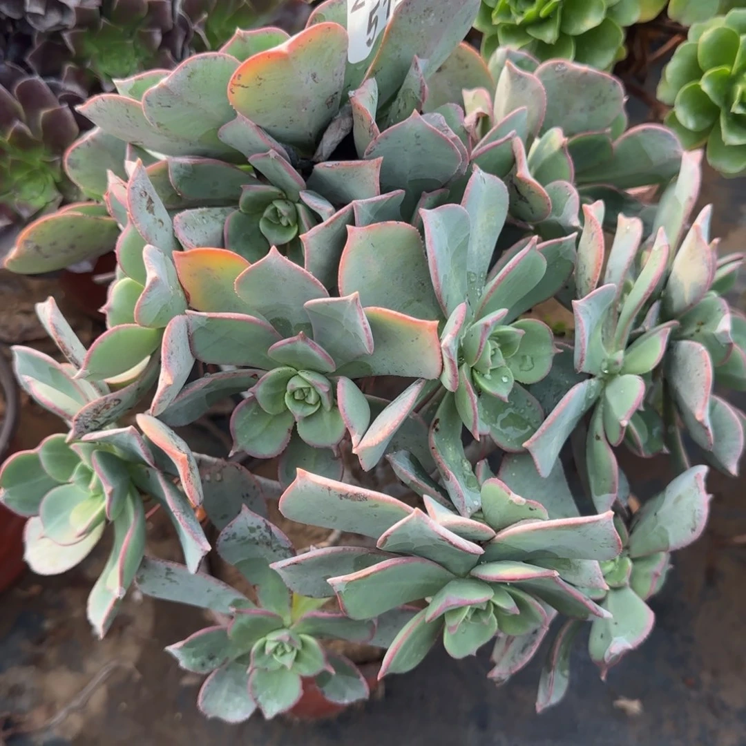 粉仙桃518满20包邮断枝不包会氧化黑斑