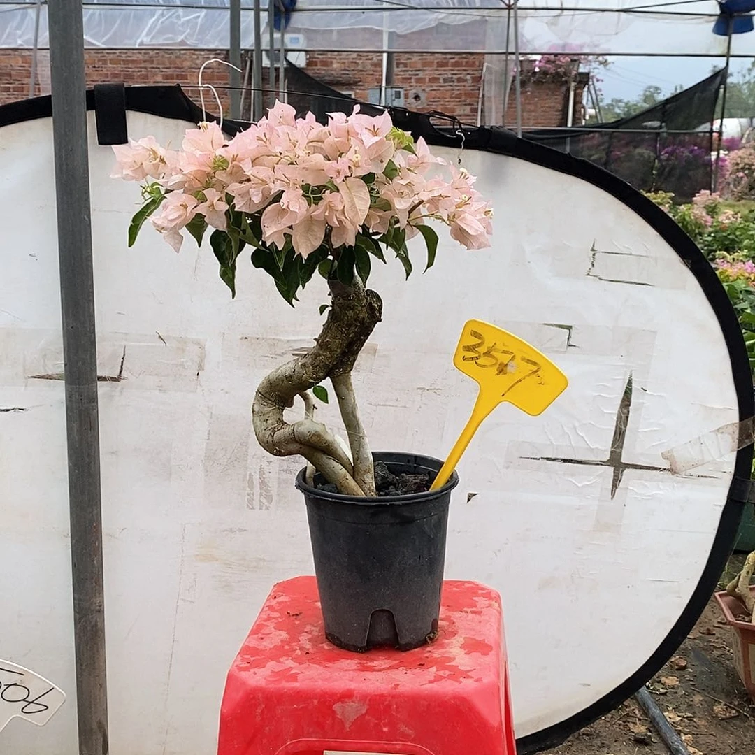 大部分开放少量花苞粉红秀荣3517