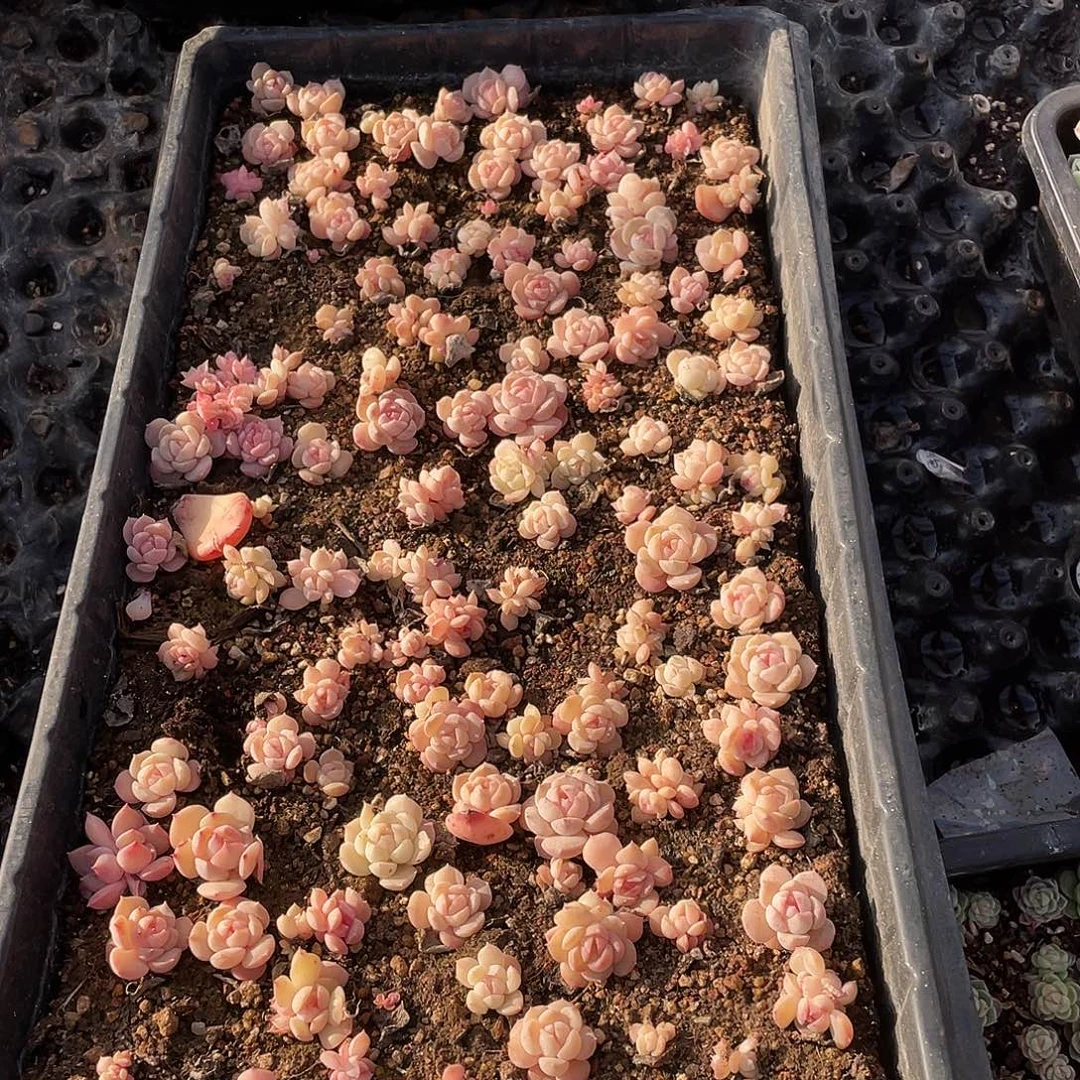 辞***214。     定。