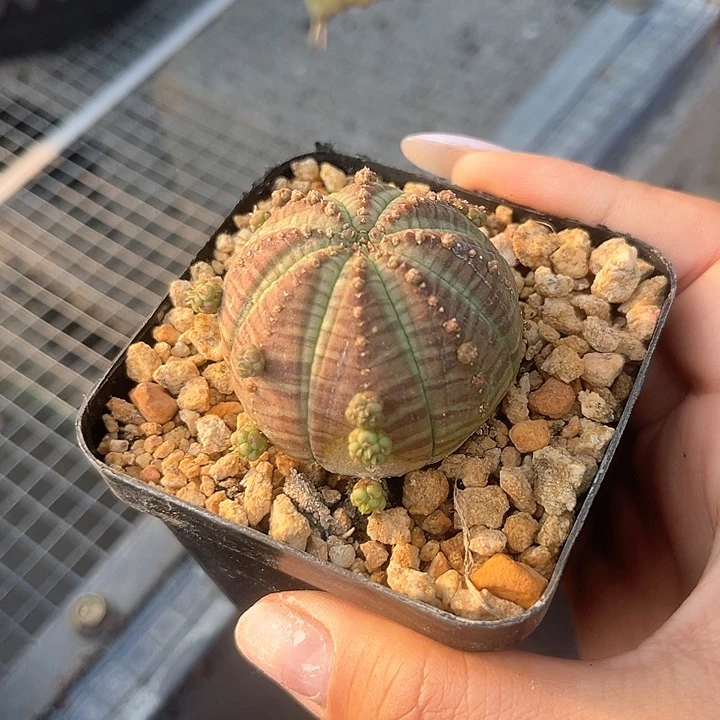 多肉植物胭脂子吹