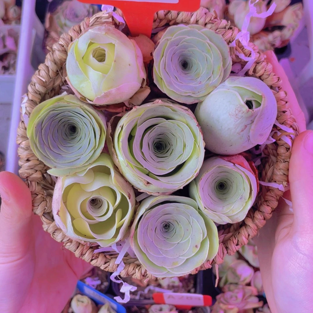 花篮一物一拍009号山地玫瑰