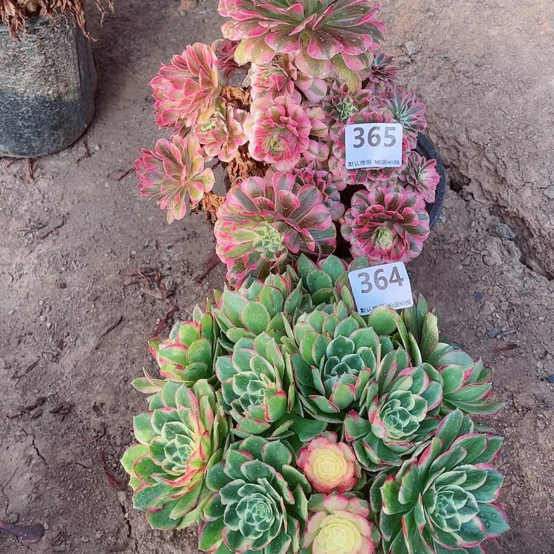 无花朵多肉植物组合365