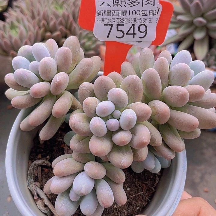 7549汤圆。
