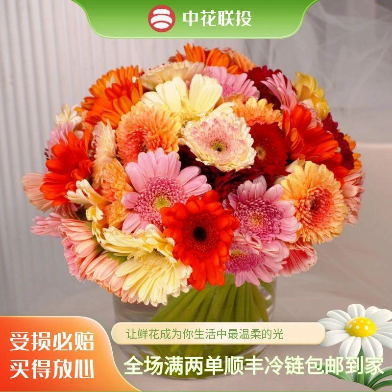 云南直发【非洲菊】新店地板赚吆喝 多款经验任选 鲜采直发