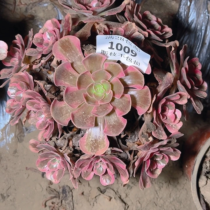 1009爱神多肉植物保护