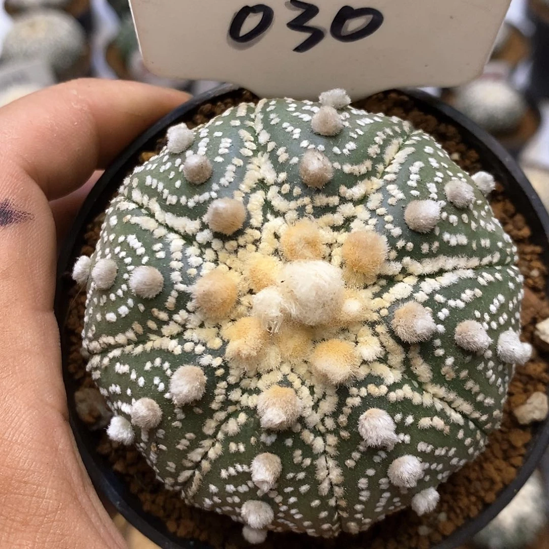 030厚绒特价咯处理