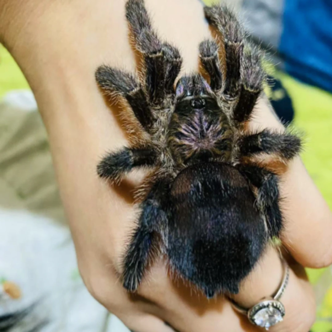 厄瓜多尔紫粉趾厄紫新手入门温顺品种