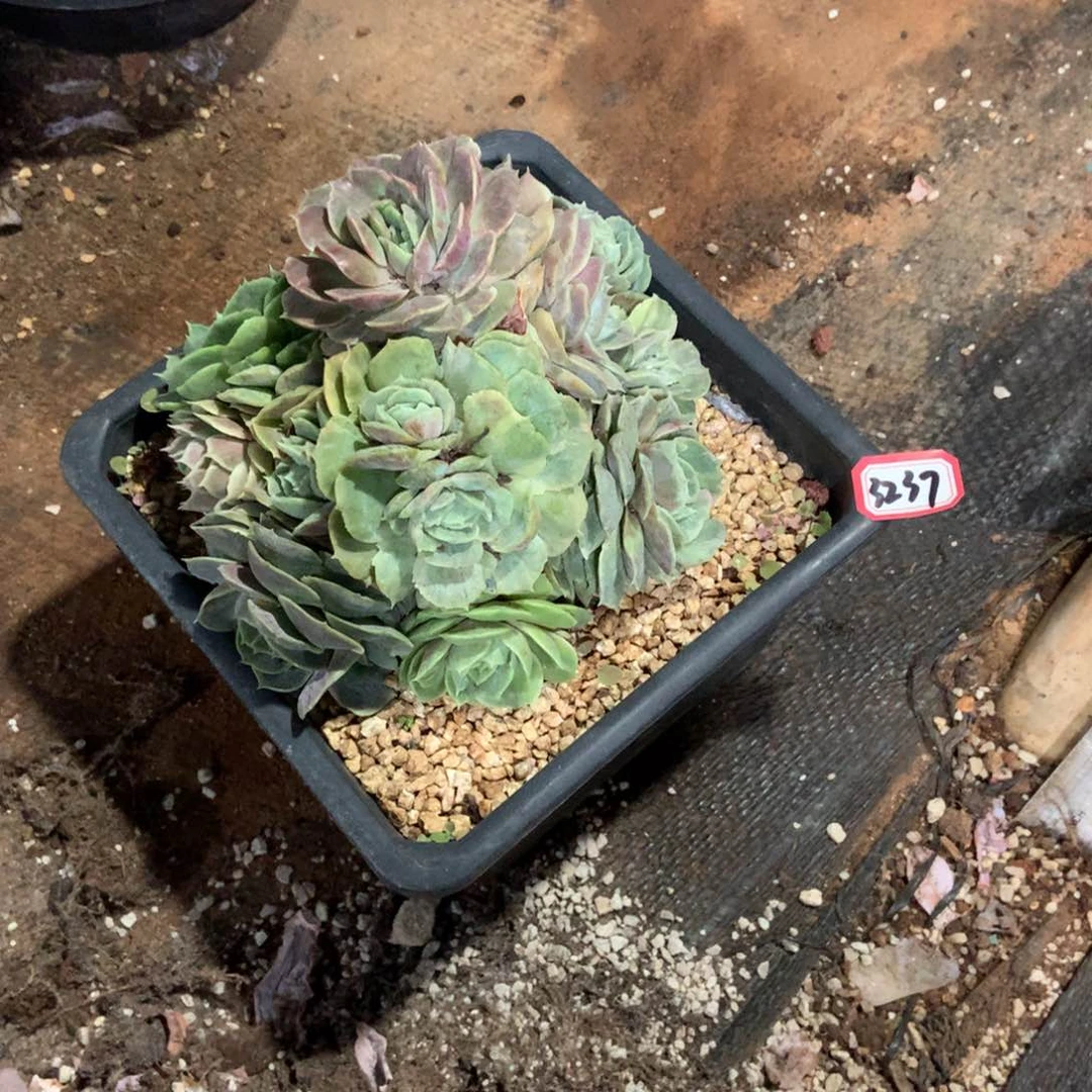 昂斯诺石化3237晓晓一物一拍