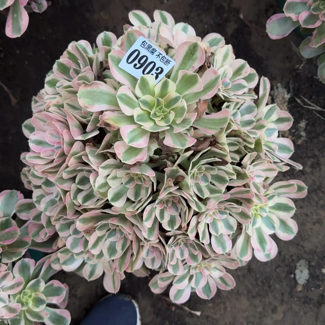 18-12法师粉女巫0903