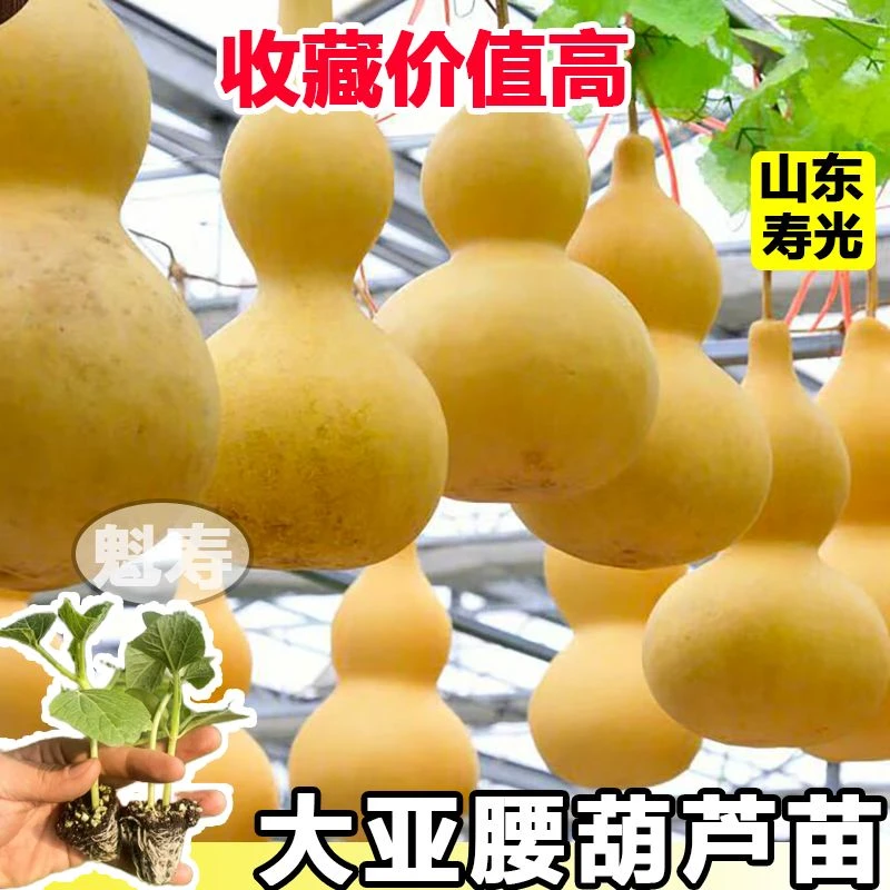 特大号亚腰葫芦苗子巨型葫芦幼苗宝葫芦爬藤秧苗南北方春庭院绿植