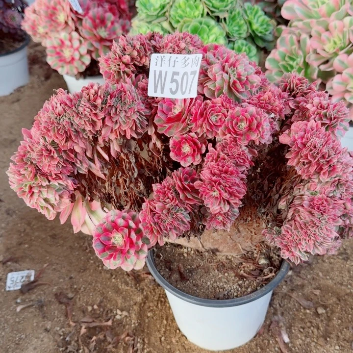 507倾城缀化官服35左右2