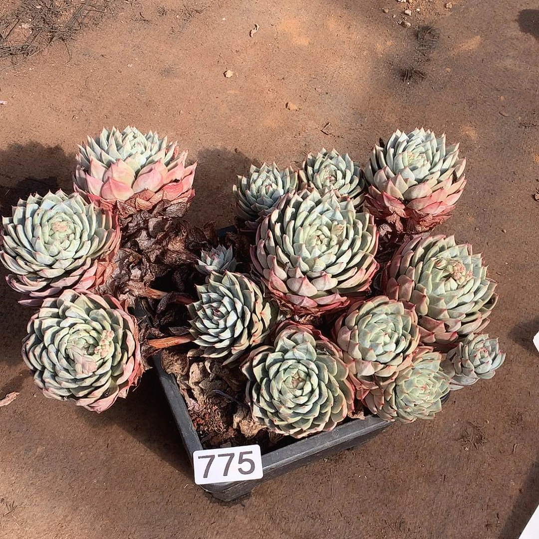 775 一物一拍多肉