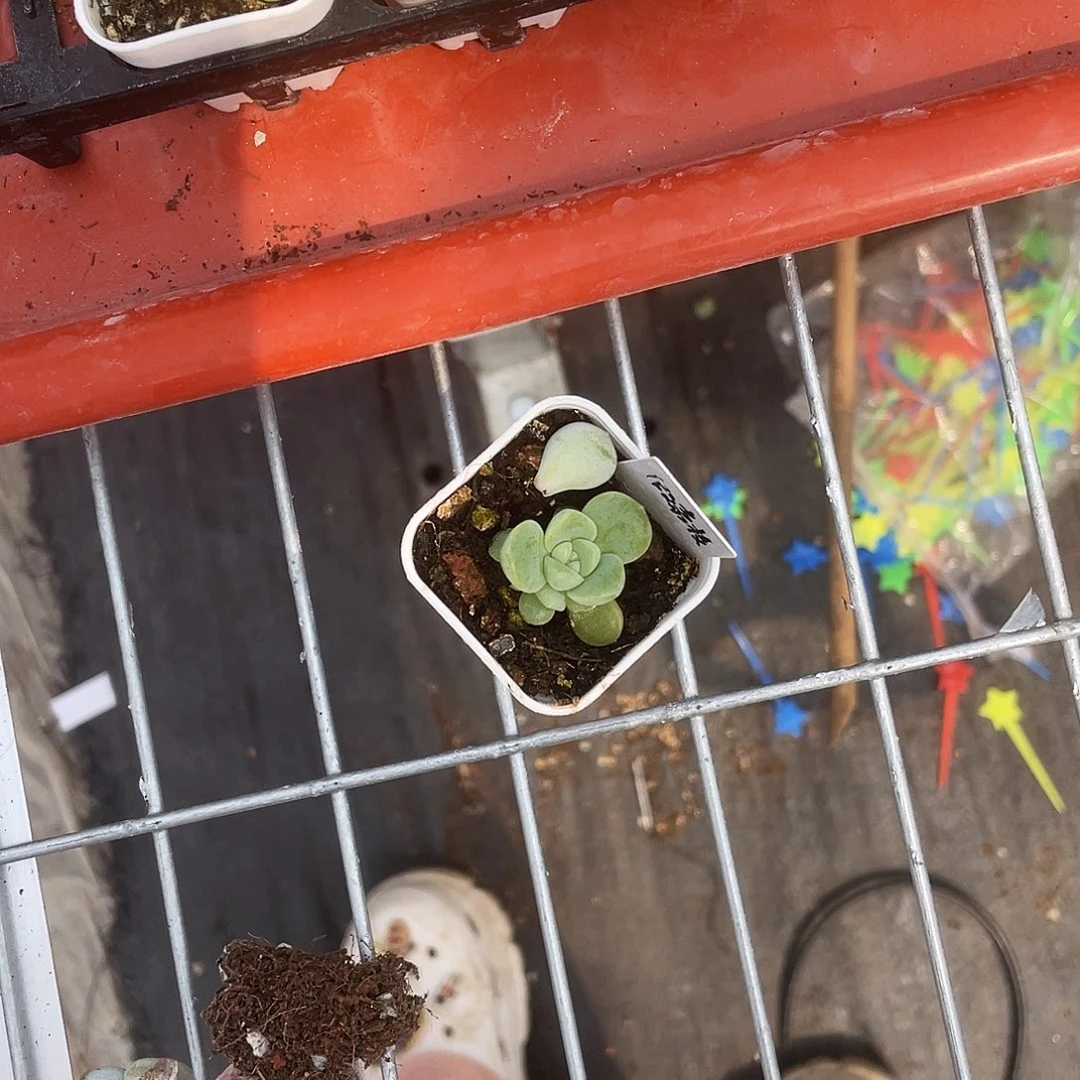 猩***猩假荔枝盆一个满25包邮