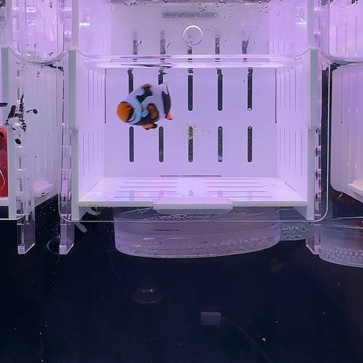 海水鱼小丑鱼黑卡