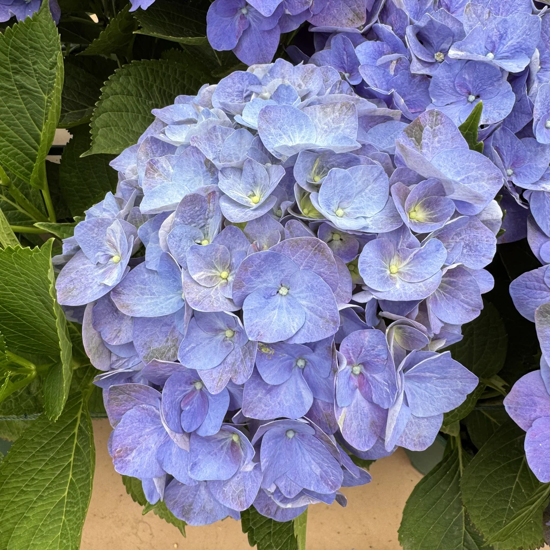 玉液泉绣球鲜切花云南龙元缤纷育种基地直发顺丰