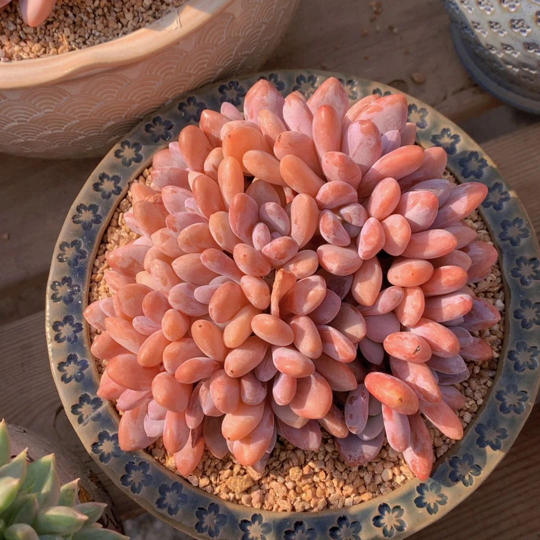 逸园精品多肉粉兔朵缀