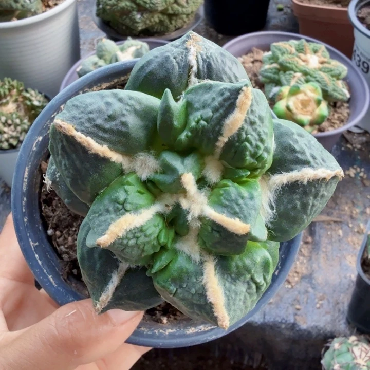 ༄***࿐770中筋叉尤蛋怒牡丹