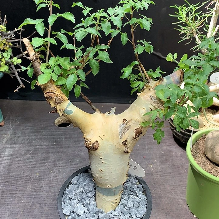 318亚种白皮橄榄哈哈哈哈哈哈哈