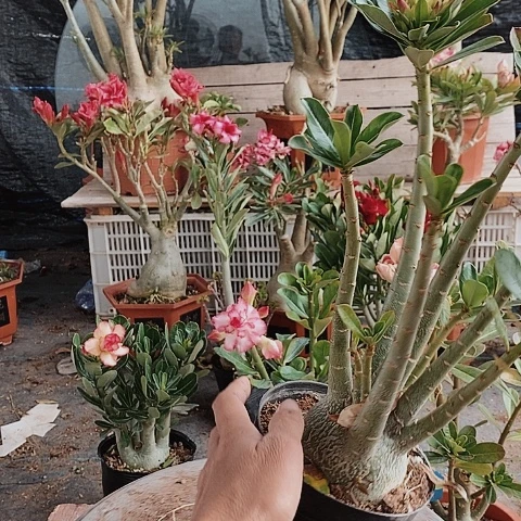 【闪购商品】名****想绿植