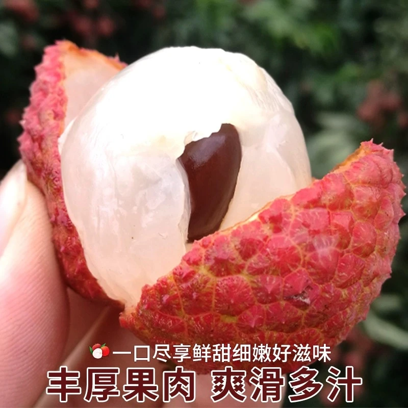 【整箱5斤】顺丰包邮 当日树上新鲜采摘 福建荔枝  好吃停不下来