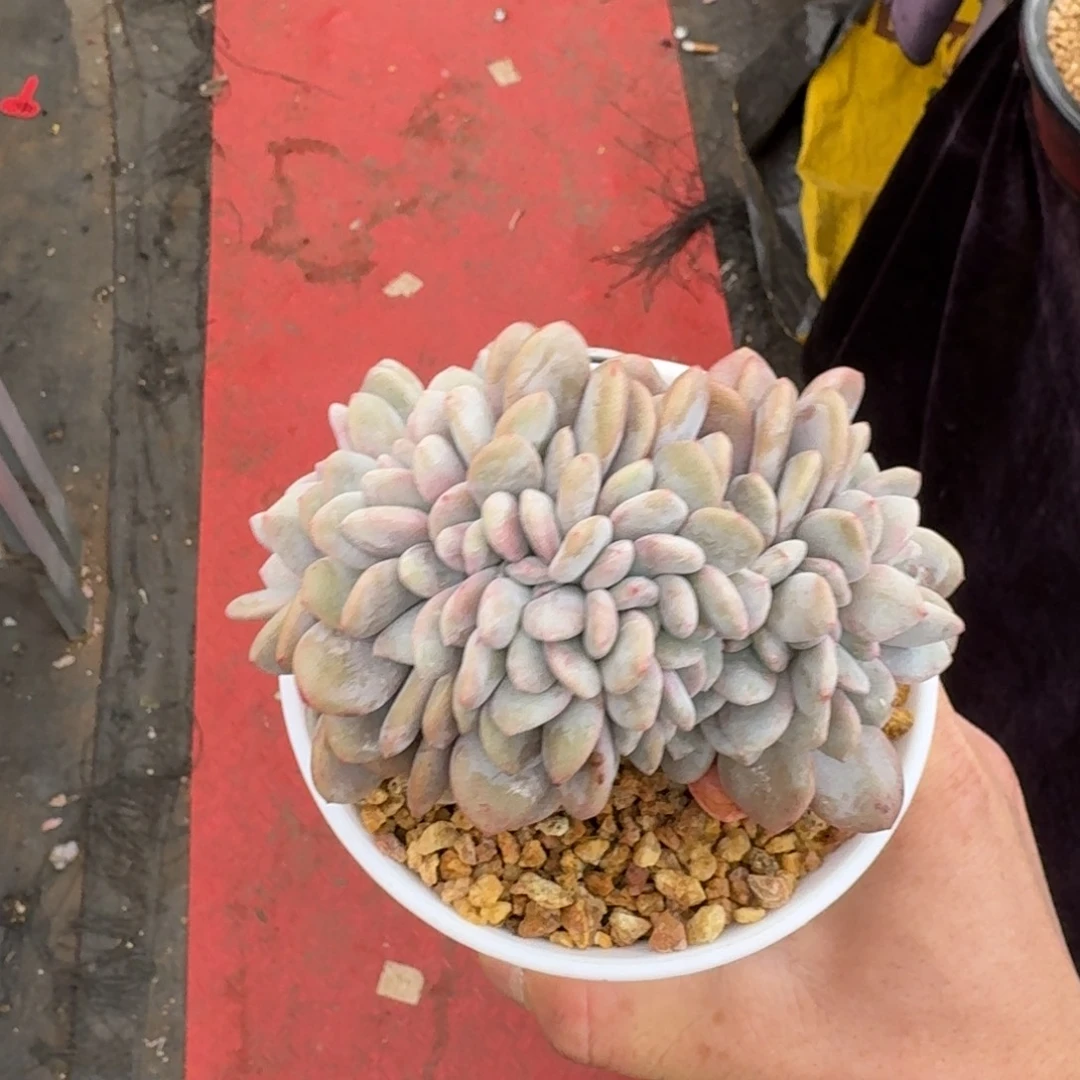 13厘米的尺寸一物一拍的