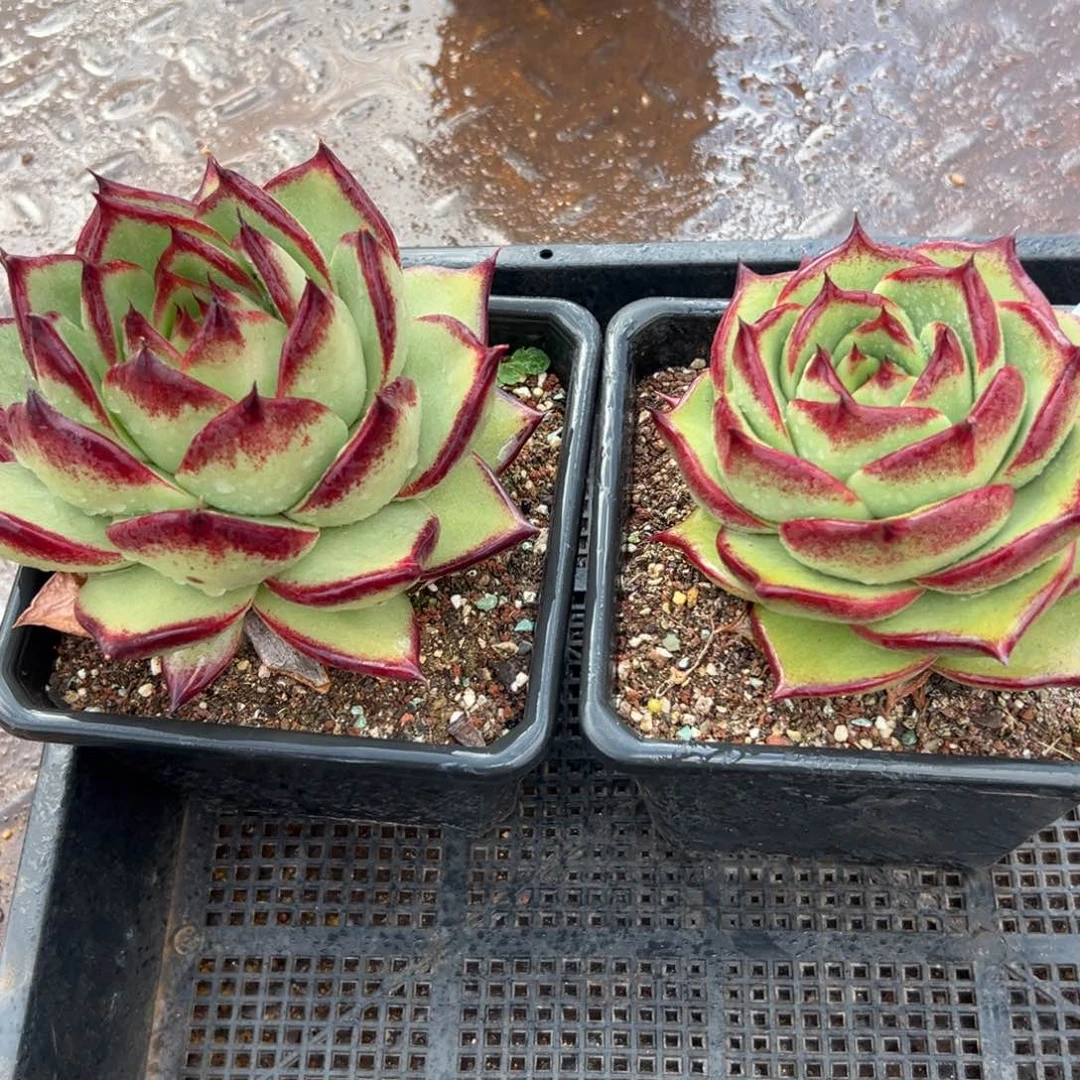 多肉编号0121-119