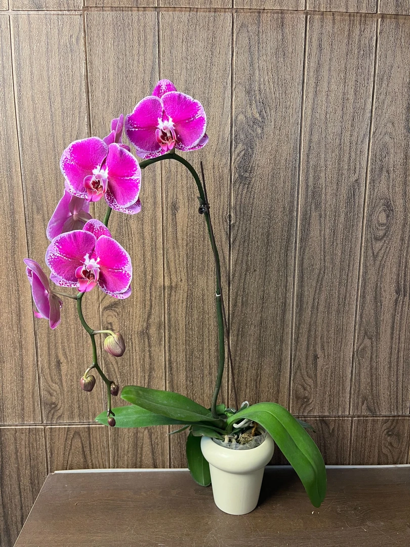 大财主 精品蝴蝶兰 红色花 室内精品观赏 真花