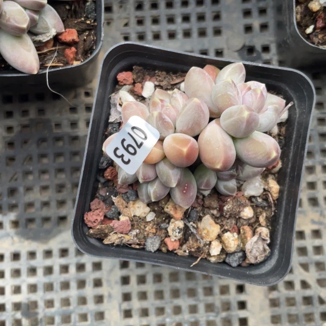 乌拉克拉多肉植物