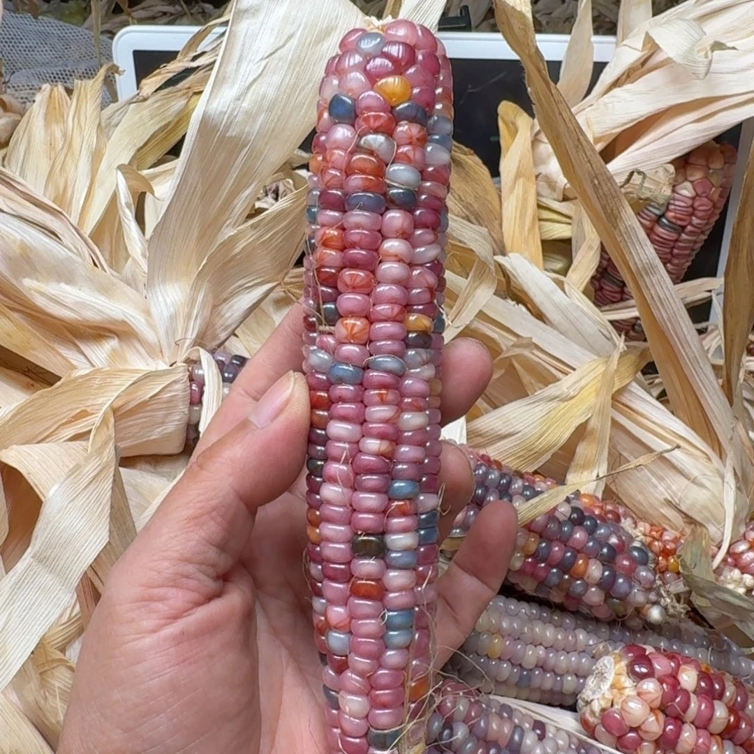 ****️柏香籽/百香籽吊坠