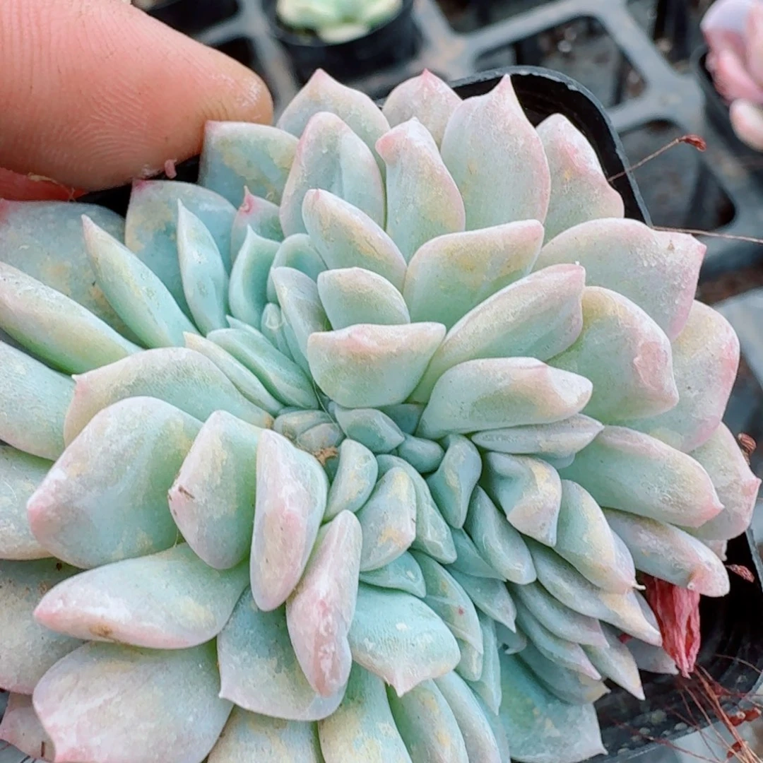 多肉杂交一物一拍10-138