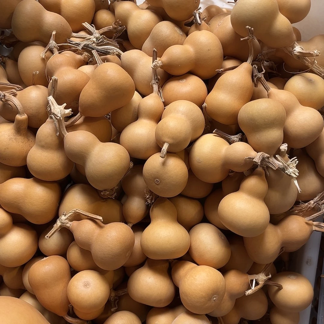 紫***)美果胖墩通货微瑕