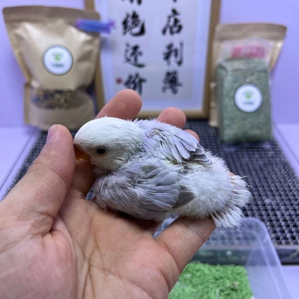 牡丹鹦鹉-精品重色紫伊莎公H83039