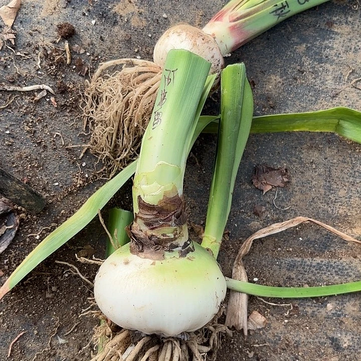 无花朵阿弗雷9左右带个侧