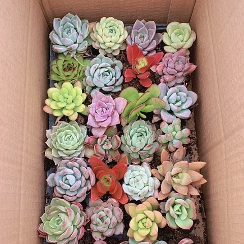 【闪购商品】391号多肉组合28颗