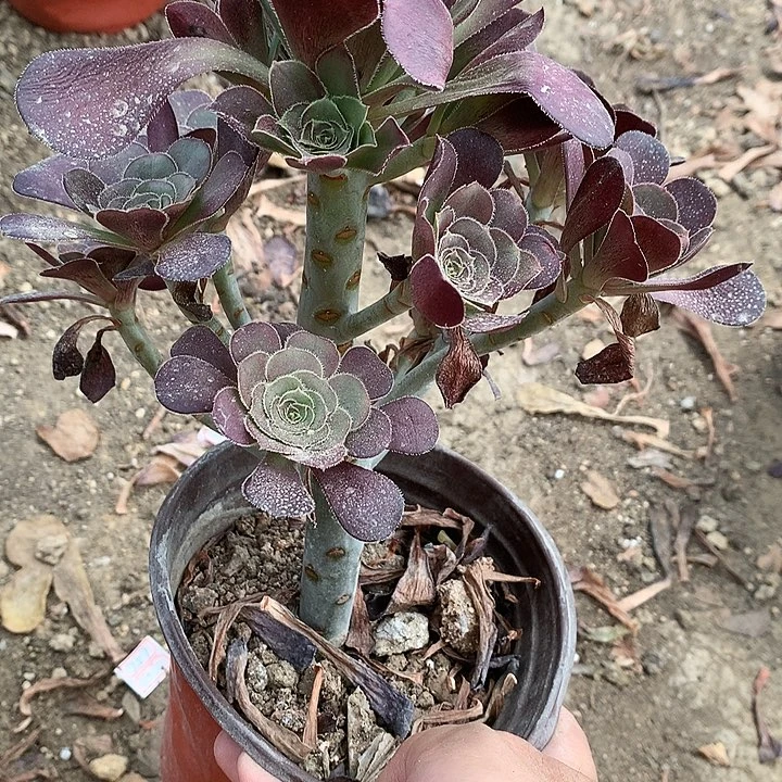 272圆叶黑法师多肉植物