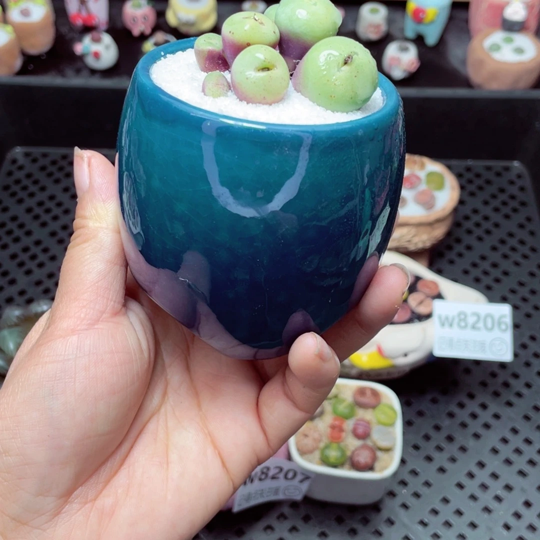 w8209 带盆土发货-零下地区拍保温箱