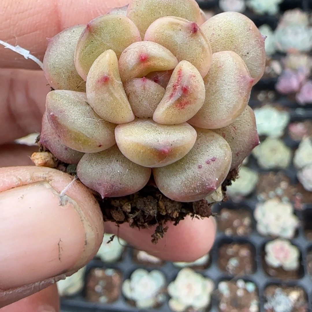 多肉小卡拉米糖心一物一拍