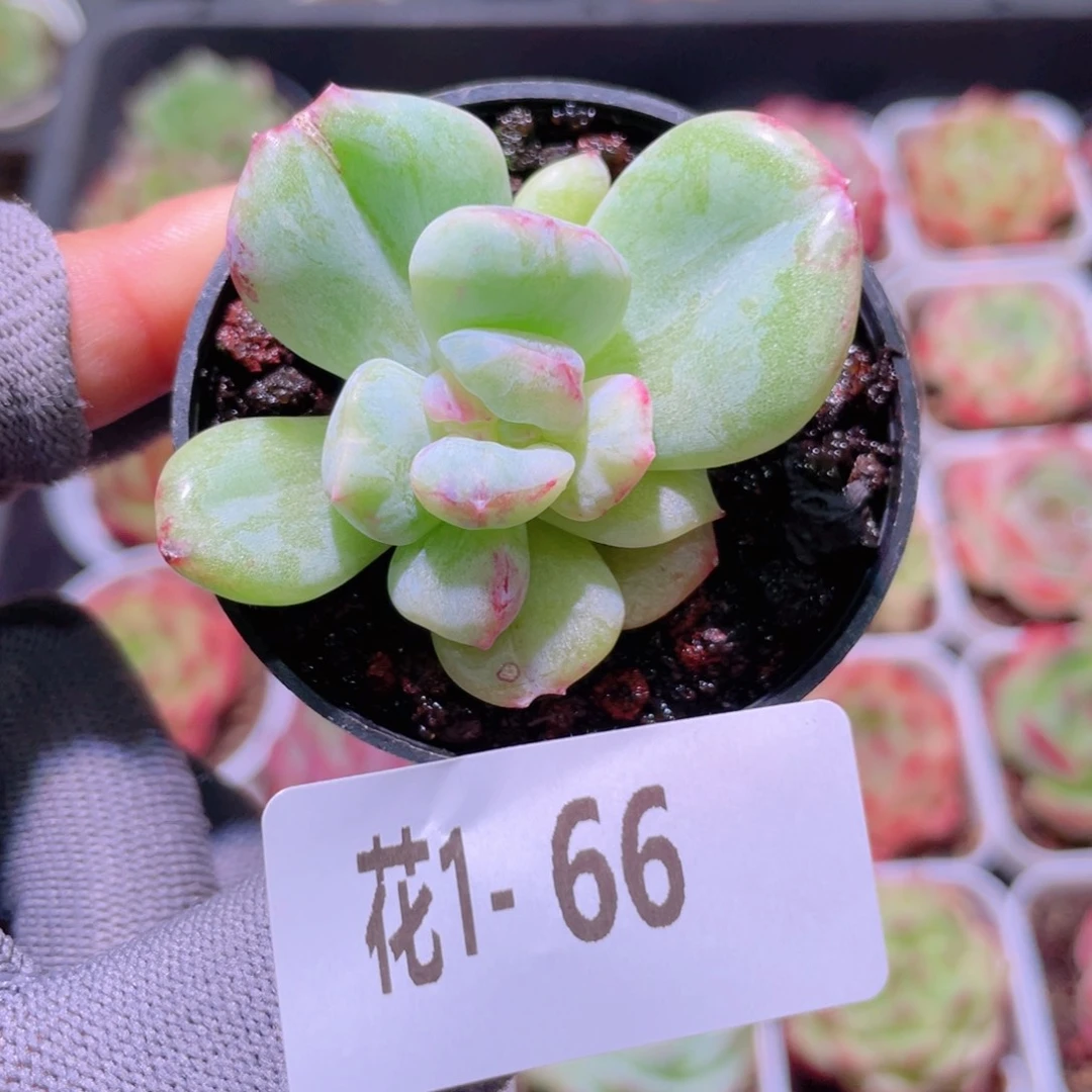 花利美 1-66新品石化