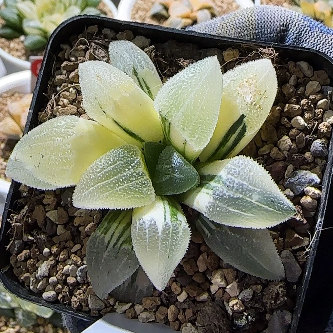 143号蓝光磨面锦 6.5 厘米左右一物一拍带盆发货